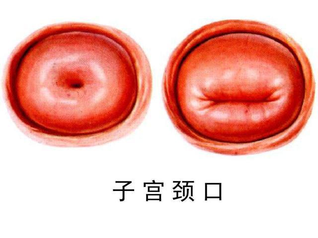 吃了避孕药月经会正常来吗(吃了避孕药第二天又做了）