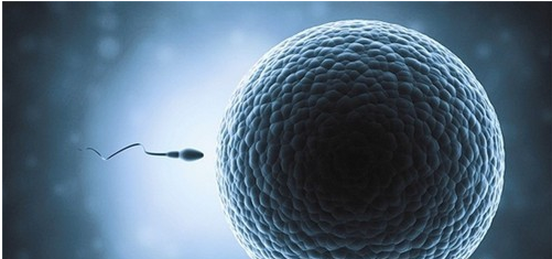 卵子质量不好会流产吗(怎么检查卵子质量）