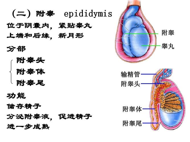 为什么会发生输卵管积水?怎样知道输卵管有没有积水?(输卵管积水常见吗)
