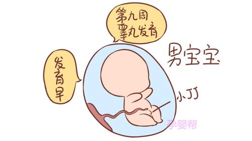 胎儿性别是什么时候形成的(香港检测胎儿男女机构）