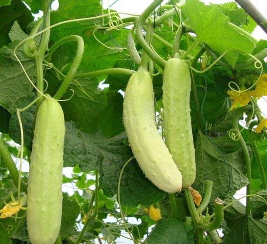 适合备孕期喝的汤有哪些(备孕可以喝什么汤)