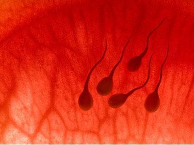 请问血精的怀孕率高吗(血精一般能引起怀孕了)