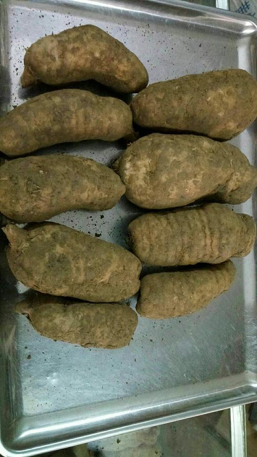 贫血的人可以吃天麻吗(女人吃天麻的功效与作用禁忌)