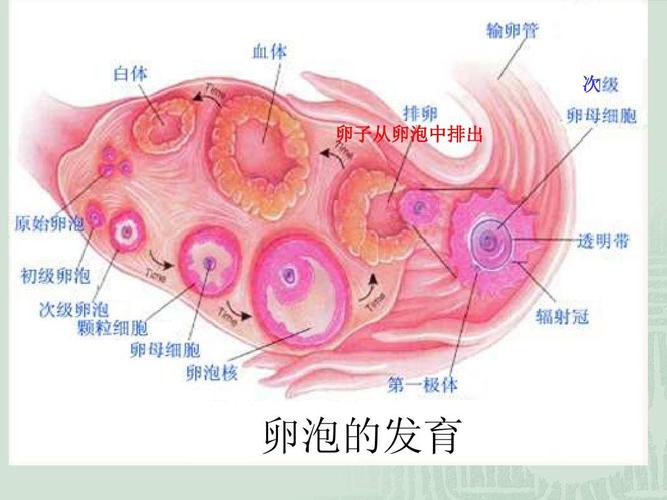 试管婴儿取卵雌激素多少正常(试管雌激素与卵泡质量）