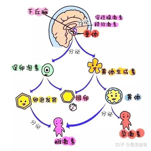 雌二醇高是卵巢早衰吗(性激素六项就雌二醇一项偏高）