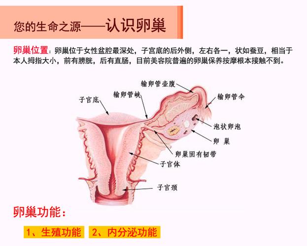 远离这5件事，你的卵巢将重获新生！(什么是卵巢）