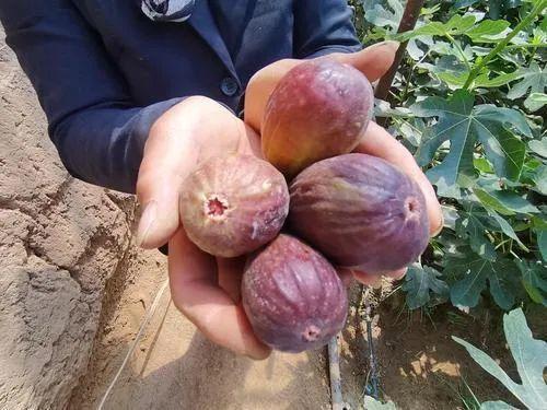 裸睡会吸引螨虫吗怎样才能去除螨虫呢？(去除脸上螨虫的小妙招）