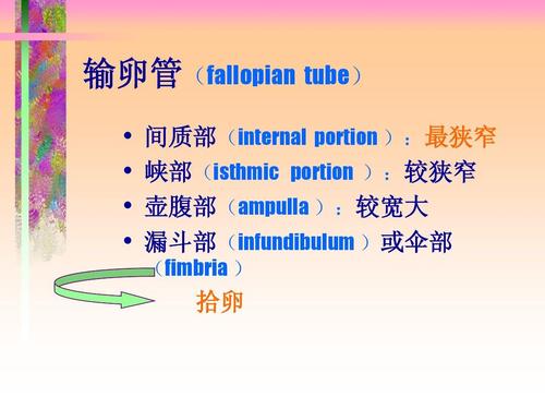 输卵管肿大是什么原因(输卵管红肿怎么回事）