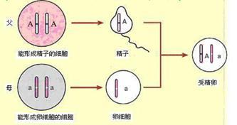 试管婴儿染色体异常的几率大吗(生化染色体异常的几率大吗）