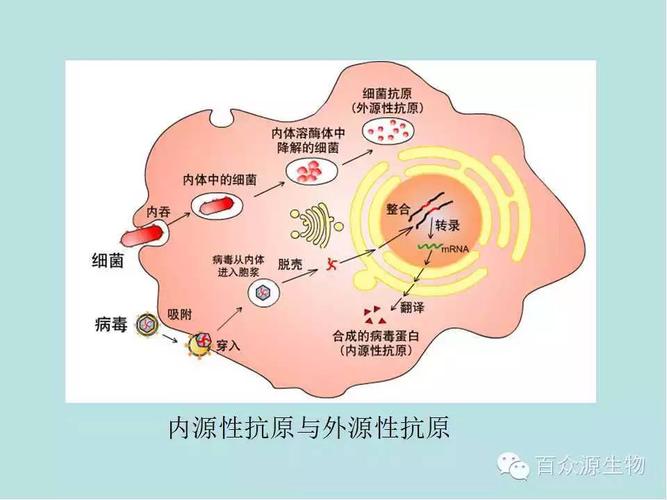 自身免疫病可以怀孕吗(为什么免疫问题会引起不孕）