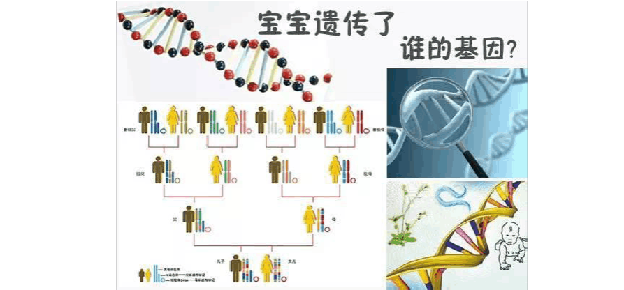 谁的基因决定孩子的相貌、智商和性格(孩子的智商和相貌是由谁决定的）