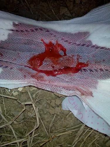 闭经三个月会怀孕吗(三个月没来大姨妈怎么回事）