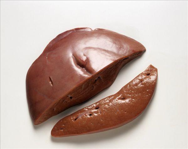 雄性激素高的食物有哪些这几种食物雄性含量最高！(雄激素高不能吃的食物）