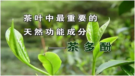 贫血可以喝红茶吗(贫血能喝茶叶吗)