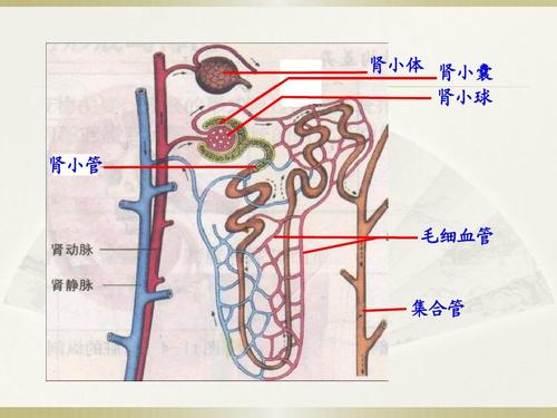 肾盂分离是生男孩吗哪些情况会导致胎儿出现肾盂分离(胎儿发生肾盂分离概率)