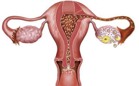 雌激素低的症状(卵巢早衰有什么症状）
