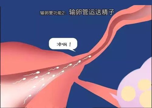 输卵管通水后多久可以要孩子(通水输卵管当月可以要孩子吗）