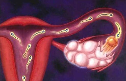 输卵管堵塞想要怀孕该怎么办(输卵管堵塞自己怎么调理）