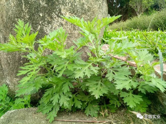 艾叶性温可温落寒、温经脉发汗化瘀