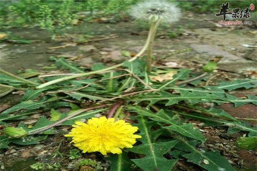蒲公英茶备孕可以喝吗(备孕期间可以喝蒲公英根茶吗）