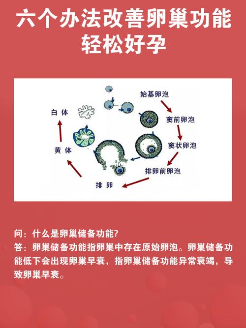 美容院的卵巢保养有用吗(美容院卵巢保养猫腻）