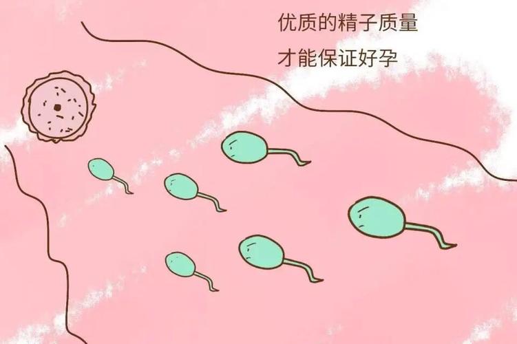 重度弱精怎样改善精子(极重度弱精子症能治疗吗)