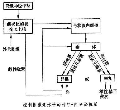 雌激素和性有关系吗(雌激素对女性性功能的影响）
