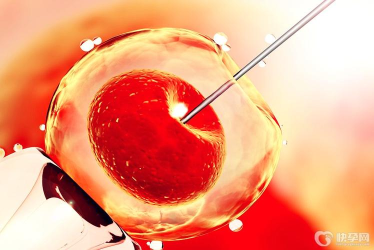 试管吃啥卵泡发育好(做试管婴儿要吃什么对卵泡好质量好)