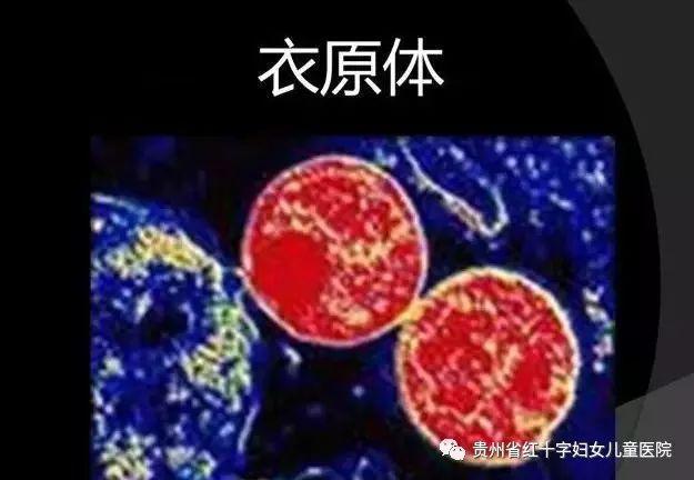 衣原体支原体不孕不育什么关系(女性有衣原体一般什么原因造成）