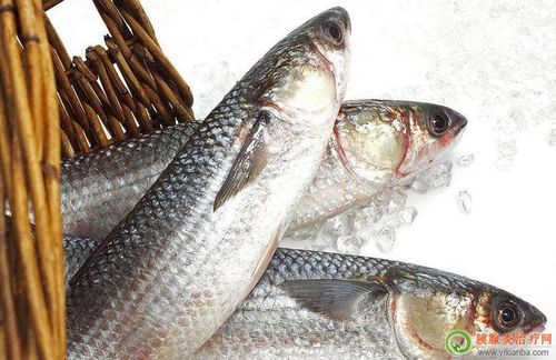 输卵管炎可以吃鱼吗(输卵管炎症可以吃带鱼吗）