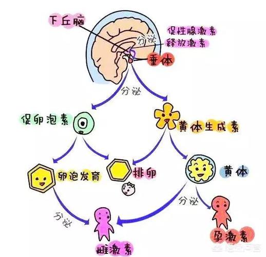 雌二醇高影响月经吗(雌二醇对月经的影响）