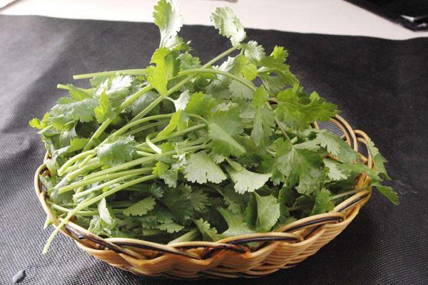 请问备孕可以吃柚子吗(备孕能吃香菜吗）