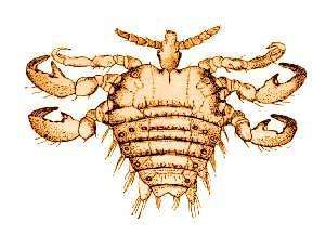 阴虱要看什么科室去医院不要搞错科室(阴虱怎么来的）