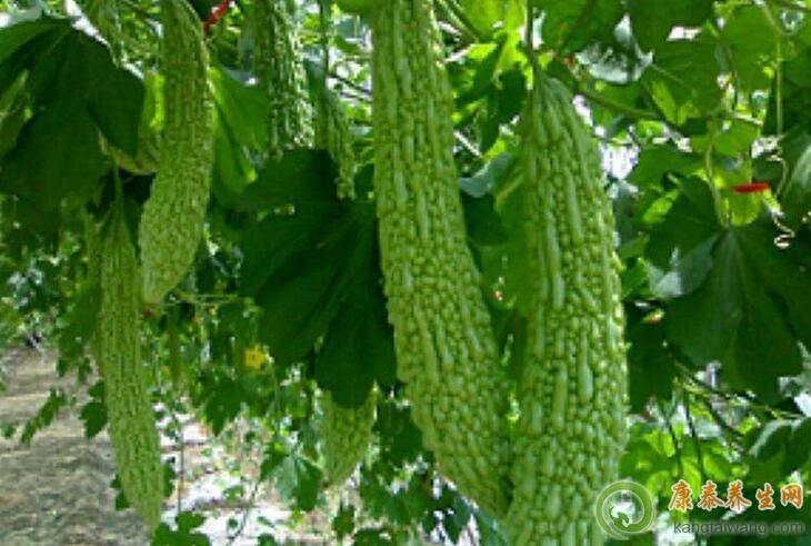 贫血的人可以吃苦瓜吗(贫血可以喝苦瓜泡水吗)