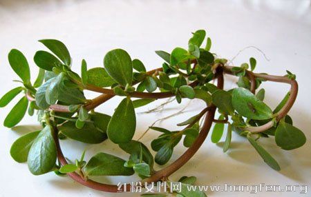 贫血的人可以吃马齿苋吗(血糖高可以吃马齿苋吗）