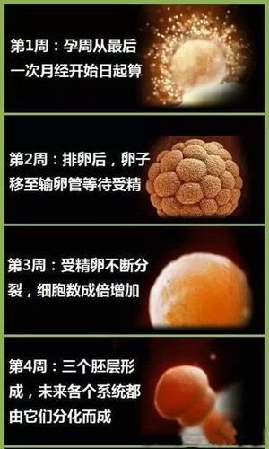 胎儿停产的早期症状是什么？当早孕反应突然停止时要小心(胎儿胎停后孕妇会有什么感觉）