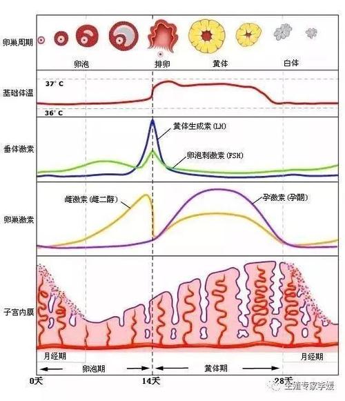 雄性激素过多对月经有影响吗激素跟月经有关系吗？(雄性激素对月经的影响）