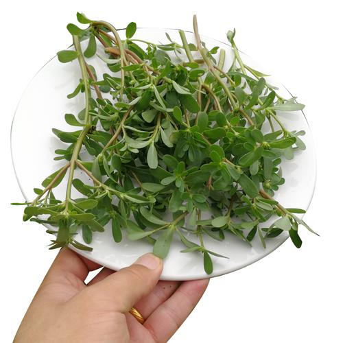 贫血的人可以吃马齿苋吗(血糖高可以吃马齿苋吗）