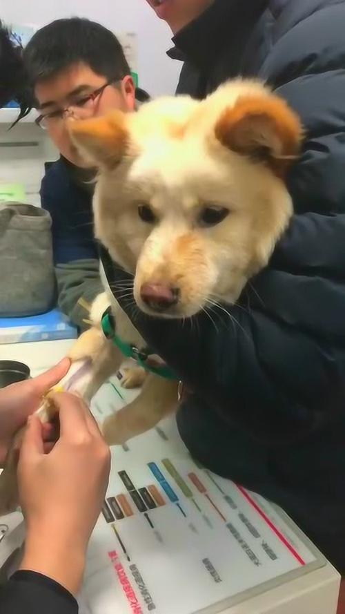避孕针多少钱一针男性(狗狗避孕针打一针管用吗）