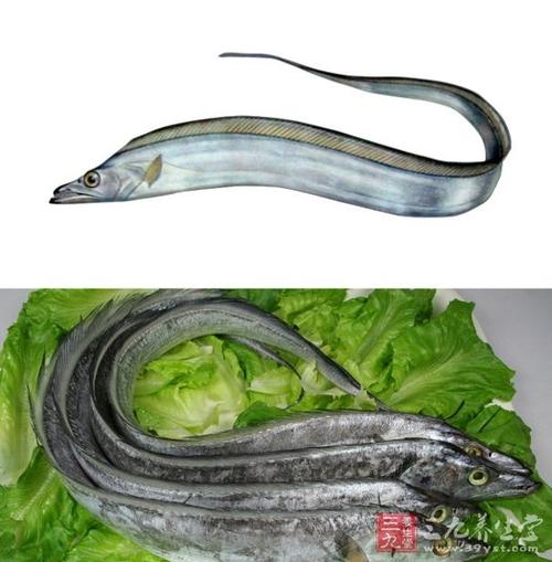 输卵管炎可以吃鱼吗(输卵管炎症可以吃带鱼吗）