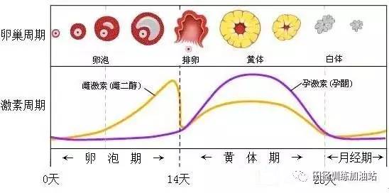 遇到排卵期、黄体不足、多囊等多个备孕问题怎么办(黄体期如何分辨怀孕）