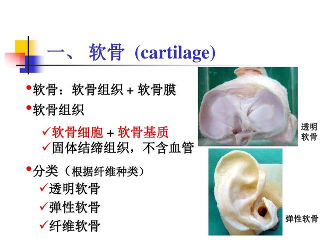 肋软骨缺一点会影响怀孕吗(肋软骨可以取几次）