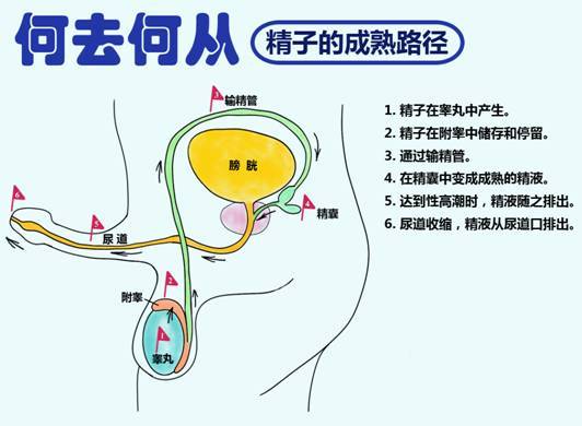 这些食物有助于提高精子质量，你吃了吗？(有助于精子活力的食物有哪些）