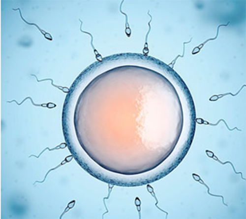 试管助孕男方取精困难怎么办(试管婴儿是怎么取精）