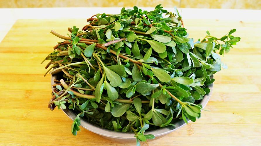 贫血的人可以吃马齿苋吗(血糖高可以吃马齿苋吗）