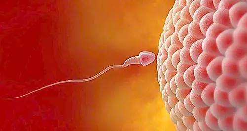 验孕棒一条杠却怀孕了(试纸测试一条杠但为什么不来姨妈）