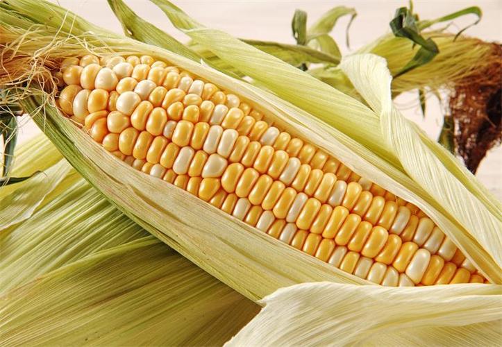 贫血的人可以吃玉米吗(贫血可以喝玉米排骨汤吗)