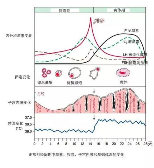 遇到排卵期、黄体不足、多囊等多个备孕问题怎么办(黄体期如何分辨怀孕）