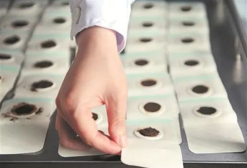 贴三伏贴可以喝绿豆汤吗(贴三伏贴需要忌口吗）