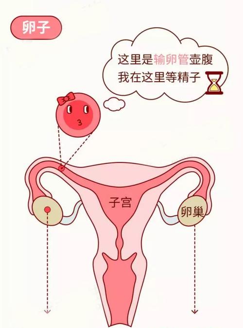 输卵管之母：给不孕女性留下“生”机！(人造输卵管嫁接）